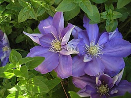 鐵線蓮,花,春