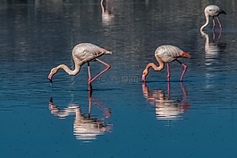 火烈鳥,鳥,野生動物