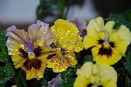鮮花,羅莎,水