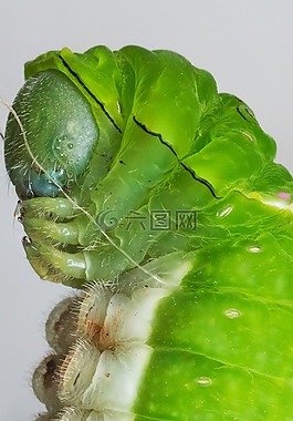毛蟲(chóng),特寫(xiě),自然