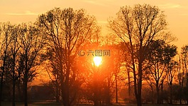 日落,景觀,樹木