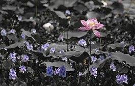 蓮花,果阿,顏色