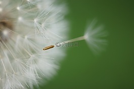 蒲公英,花,種子
