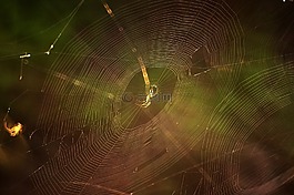 性質(zhì),蜘蛛蜘蛛,web