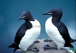 厚嘴海鳩,鳥,海鳥