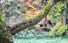 樹,性質(zhì),木材