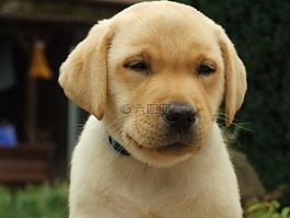 拉布拉多犬,小狗,頭