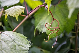工作表,性質(zhì),植物