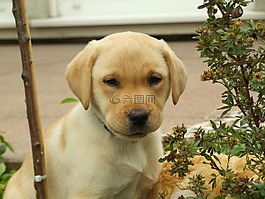 拉布拉多犬,小狗,頭