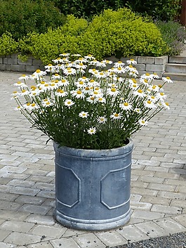 鍋,植物,鮮花