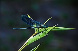 蜻蜓,蓝翅蓑羽,昆虫