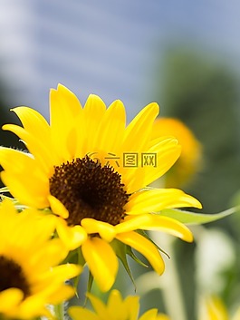 夏季,鮮花,向日葵