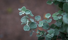 工作表,植物,性質(zhì)