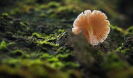 性質(zhì),moss,蘑菇