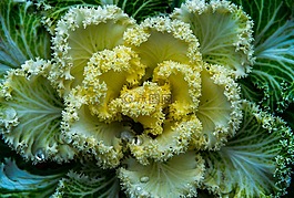 性質(zhì),植物,工作表