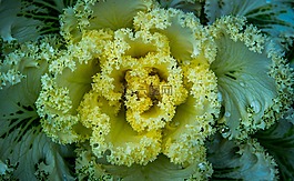 性質(zhì),植物,白菜