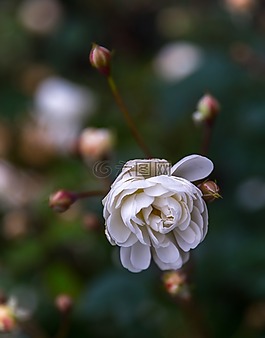花卉,植物,性質(zhì)