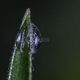 羅莎,沒有一個(gè)人,性質(zhì)