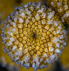 植物,性質,花卉