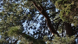 分支机构,树,juniper
