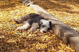 秋,葉子,休息