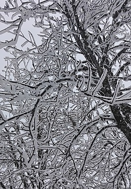 雪,冬天,樹