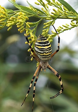 黃蜂蜘蛛,蜘蛛,web