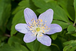 木材银莲花,花,盛开