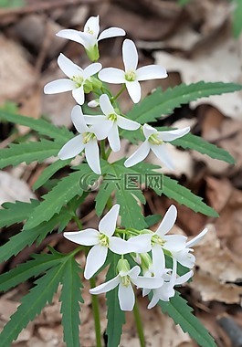 cutleaf toothwort,花,水華