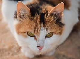 可愛,貓,動物