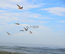 鳥,海鷗,自然