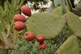 仙人掌,水果,植物