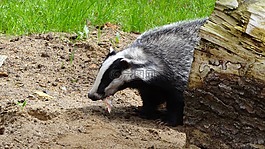 巴杰,動物,森林