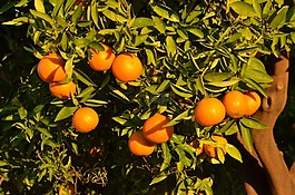 橙色,水果,樹(shù)