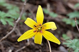 百合,花,黃色