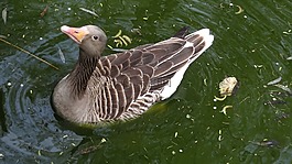 鵝,水,農(nóng)場