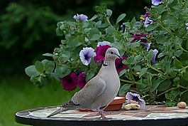 鳥,鴿子,捉住了
