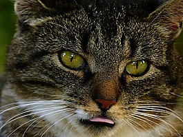 動物,貓,國內的貓