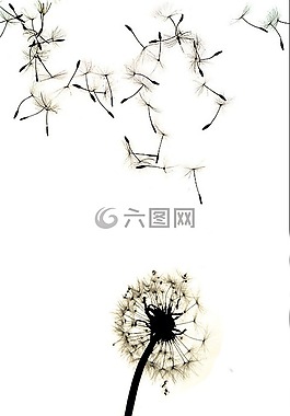 蒲公英,對比,高對比度