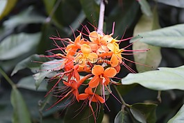 阿育王,花,saraca 秈稻
