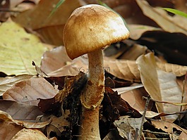 真菌,大自然,性質(zhì)