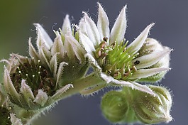花巖石的玫瑰,植物,冰球