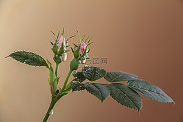 花,植物,粉紅色的花