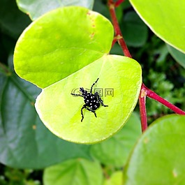 小蟲子,綠葉,植物