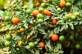植物,花園,春