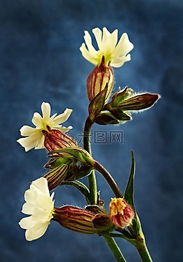花,植物,冰球