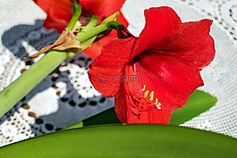 amarillis,花,开花