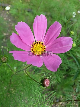 花卉,宇宙,花瓣