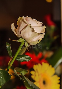 花,玫瑰,非洲菊