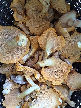 蘑菇蘑菇,夏天,收獲